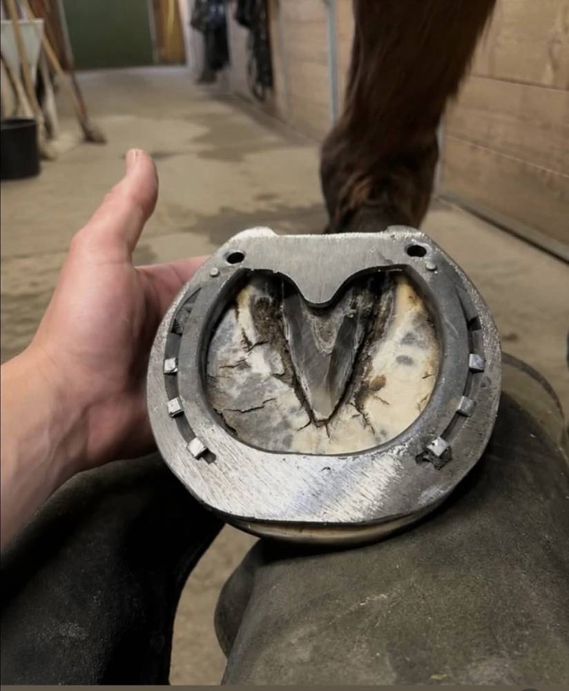 Orthopädischer Hufbeschlag mit Steg, in der Hand gehalten