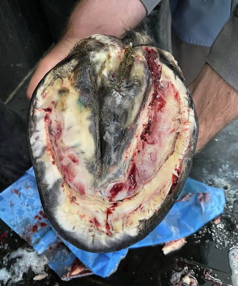Huf mit geöffneter Sohle, in der Hand gehalten